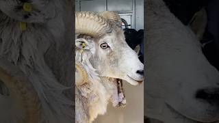 81yearold man sentenced for cloning giant sheep and breeding it [upl. by Andrey]