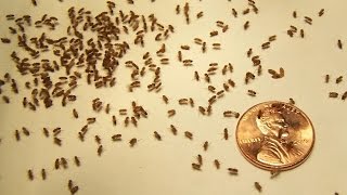 Home Remedies to Get Rid of Gnats [upl. by Olecram]