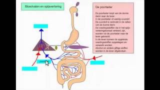 Spijsverteringskanaal  biologie eindexamenstof HAVO [upl. by Aidan]