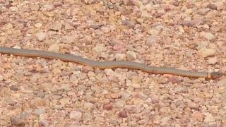 Beautiful Ringneck Snake Spotted in Cochise County AZ [upl. by Ninnetta449]