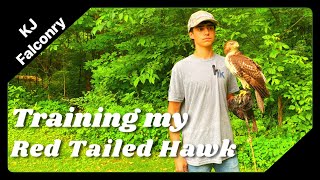 Training my Red Tailed Hawk [upl. by Caneghem]