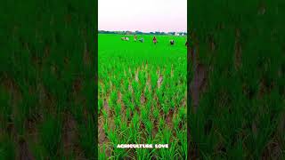 Vivasayi Magal💥🌾🌾trendingyoutubeshorts viralagriculture [upl. by Karena]