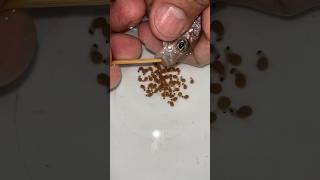 Emperor fish giving birth to 70 baby fish 💪🐳🥰 fish fishvideo [upl. by Anilac29]