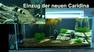 Caridina Panda Der Umzug der Garnelen in ein neues Aquarium und andere Geschichten im Film [upl. by Ayn278]