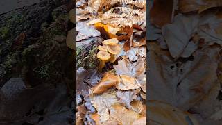 La chanterelle chanterelles chanterelle champignons sauvage comestible naturelovers [upl. by Waneta97]