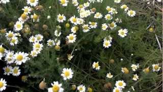 Growing Roman Chamomile [upl. by Rayford]