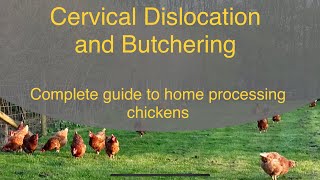 How to humanely dispatch amp butcher chickens amp poultry  cervical dislocation amp broomstick method [upl. by Tana]