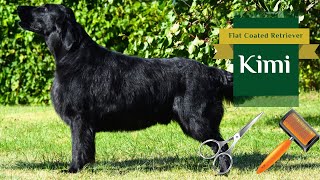 Kimi  Flat Coated Retriever  Before and After Grooming  2024 [upl. by Llertac]