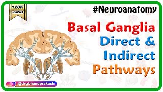 Basal ganglia Direct and indirect pathways  Usmle Neuroanatomy Animations [upl. by Lord]