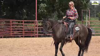 Missouri Fox Trotter Ava 2018 Amateur Ranchhorse Versatility WC [upl. by Niwrud995]