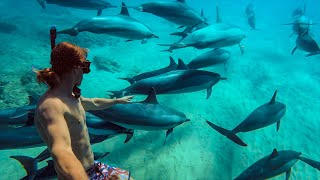 Swimming with Dolphins in Hawaii  MicBergsma [upl. by Rutan]