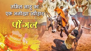 Pongal  तमिल नाडु का एक अनोखा त्यौहार  Festival Of Tamilnadu  India [upl. by Rolfe]