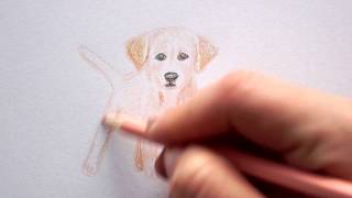 Labrador Welpen zeichnen lernen  Hunde malen  how to draw a Puppy dog  Как Нарисовать собаку [upl. by Neram]