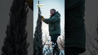 Emerald Green Arborvitae 🌲  Quick Growth amp Care Tips  Twig Terrace [upl. by Cressler]