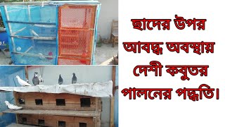 বাসার ছাদে আবদ্ধ অবস্থায় কবুতরR360pigeontips। [upl. by Kopple]