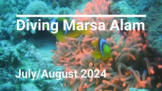 Diving Marsa Alam July  August 2024 [upl. by Etnauq]