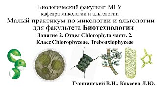 Малый практикум для студентов фта Биотехнологии 3 занятие Отдел Chlorophyta 2 часть [upl. by Ahsenak]