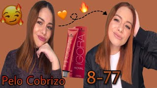 ME TIÑO EL PELO DE COBRIZO SCHWARZKOPF IGORA ROYAL 877 [upl. by Naharba962]