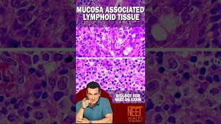 MALT Mucosa Associated Lymphoid Tissue  secondary lymphoid Organ  NEET BIOLOGY neet science [upl. by Eelyme]