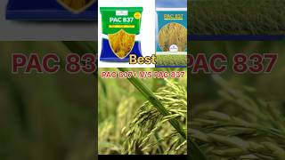 Advanta Hybrid dhan  PAC 837🌾🌾एडवांटा धान पीए सी 837 advanta advantaseeds 837 farming धान 🌾🌾 [upl. by Yelnikcm]