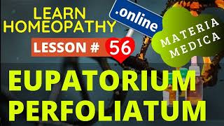 Eupatorium Perfoliatum Uses And Symptoms Learn Homeopathy Online Free Materia medica [upl. by Ohara]