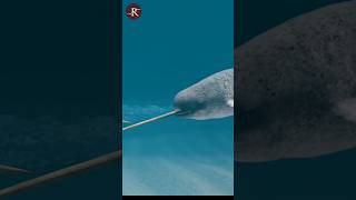 What Exactly Is A Narwhal Horn 🤔 science facts [upl. by Ardnahsal5]