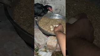 How to hatching eggs by henviralshort shorts ASEELCROSSBREED818 trendingnow uptrends [upl. by Anerol]