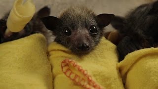 Baby Bat Burritos [upl. by Eisler]