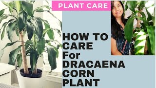 cornplant dracaena How to Care for Dracaena Fragrans Corn Plant [upl. by Ikcin115]