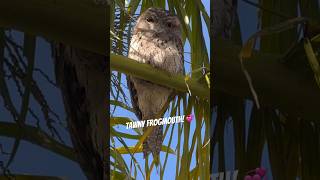 Tawny Frogmouth Bird Master of Camouflage [upl. by Irem]