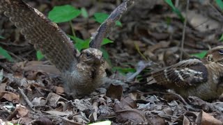 NIGHTJAR Chick is 26 days old [upl. by Alleciram]