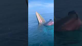 BLUE WHALE MOUTH OPEN shorts yt youtubeshorts sea fishing food hunting trending viralvideo [upl. by Torrance]