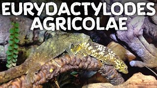 Eurydactylodes agricolae [upl. by Ezirtaeb]