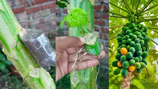 Easy amp fast method for growing papaya plant from grafting  Home gardening method [upl. by Holsworth]