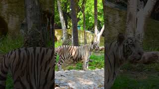 Biggest White Tiger WildlifePhotography [upl. by Ynelram]