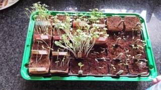 Mini plantjes water geven [upl. by Niac]