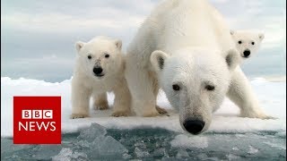 Invasion of the polar bears  BBC News [upl. by Deragon]