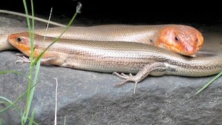 Epic Broadhead Skink Courtship Chase [upl. by Crispin197]