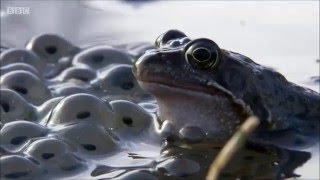 Common Frogs on Springwatch 2016 [upl. by Mccowyn898]