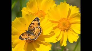 Coreopsis Flower of Hope and Health [upl. by Lussier]