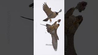 Peregrine Falcon in action falcons peregrinefalcon birdsofprey birdsofyoutube birdlovers wild [upl. by Wettam525]