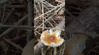 A worse fr wear tawny grisette aminita mushroom fungus fungi [upl. by Dhaf584]