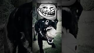 Anti gravity 🤯 trollface memes dog dogs funny [upl. by Aysan923]