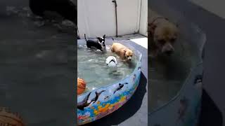 Dogs Swimming 🏊‍♀️ 🏊‍♀️  beautiful Moments Animals shorts dog doglover [upl. by Pantin390]