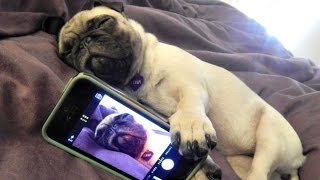 Funny Dogs but only Pug Videos  Pug Compilation 4  InstaPugs [upl. by Yeldud]