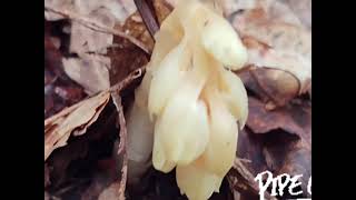 Very Rare Monotropa Hypopitys [upl. by Beera836]