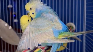 budgies mating  budgies mating parakeet singing ll birds budgies nature [upl. by Osner]