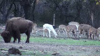 White Fallow buck in Texas [upl. by Ataner]