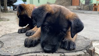 Gang of Malinois puppies against one toy Belgian Shepherds [upl. by Krissy]