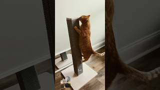 gym exercise catcat funny cute shorts viral [upl. by Senga]